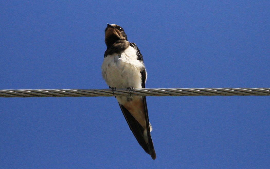 Barn Swallow
