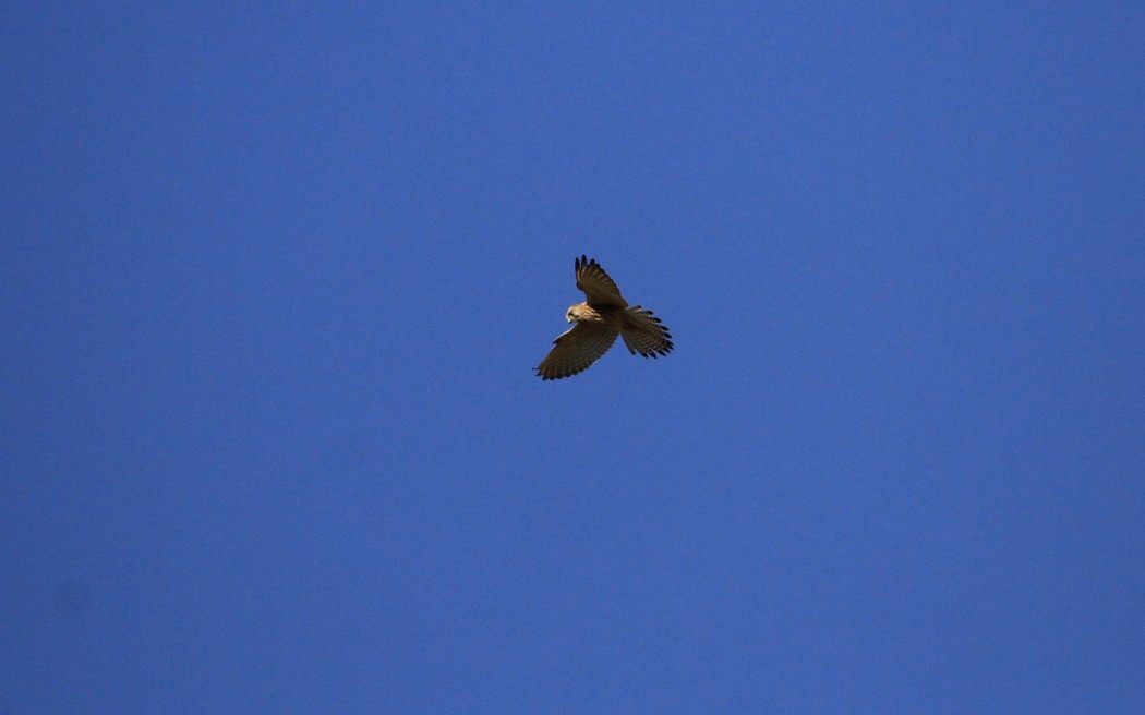 Common Kestrel