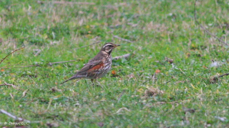 Redwing
