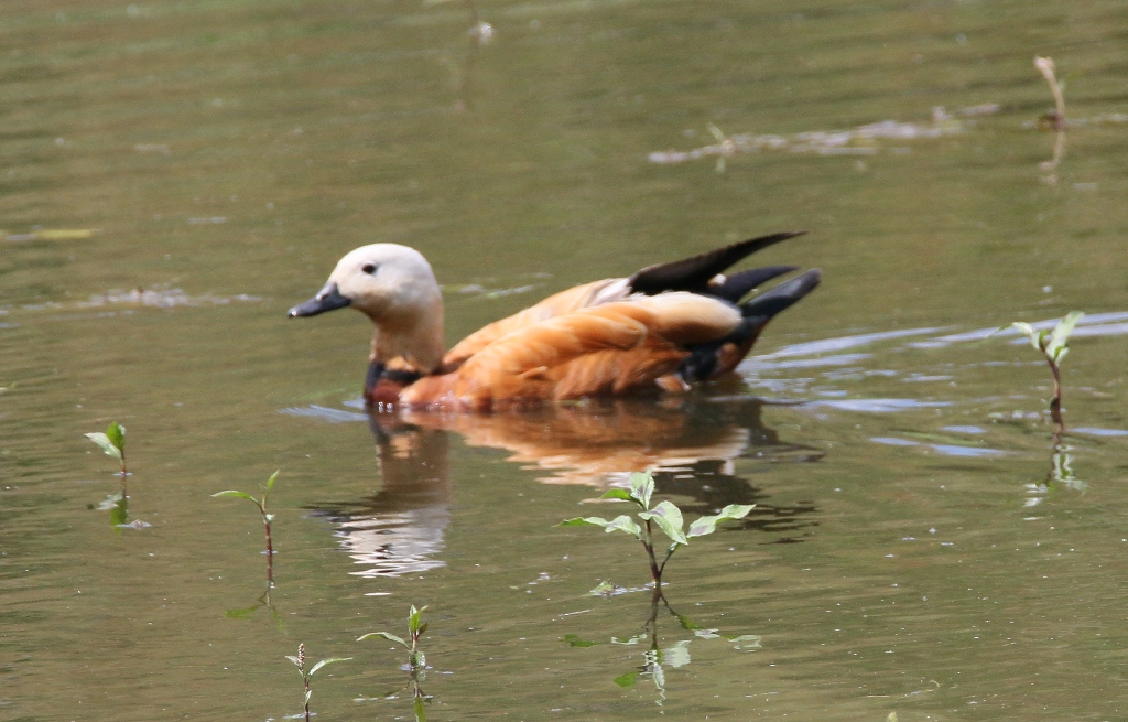 Ruddy Shelduck
