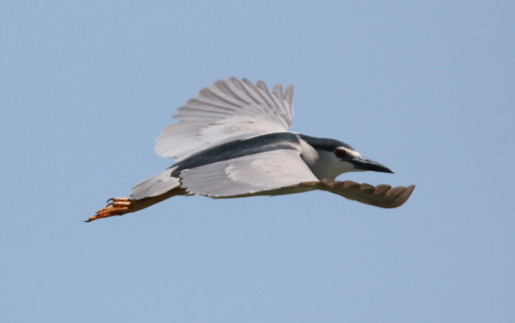 Black-crowned Night Heron