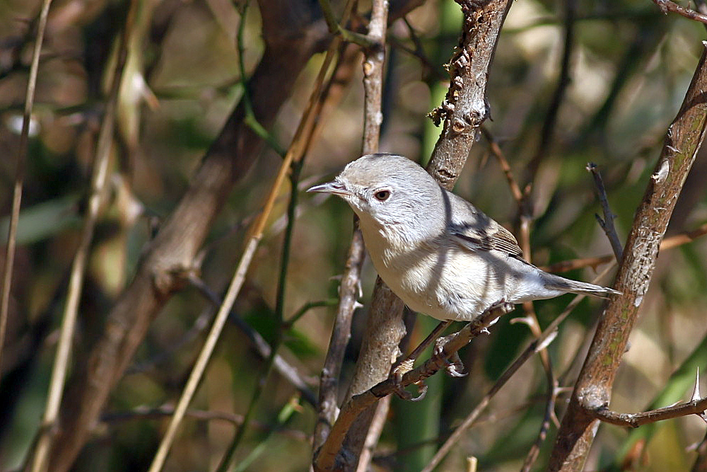 Subalpine Warbler