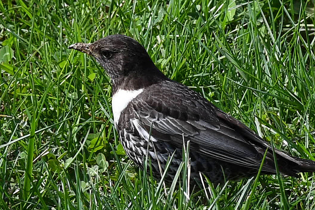 Ring Ouzel