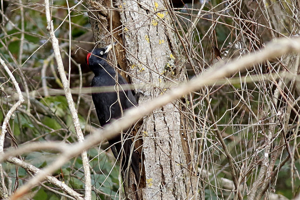 Black Woodpecker