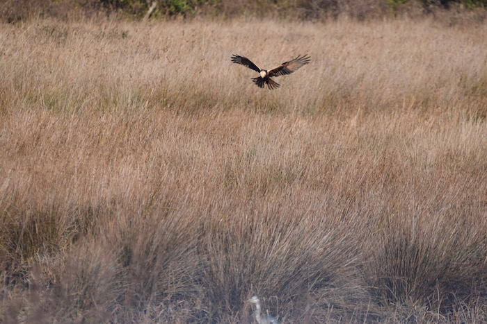 Western Marsh Harrier