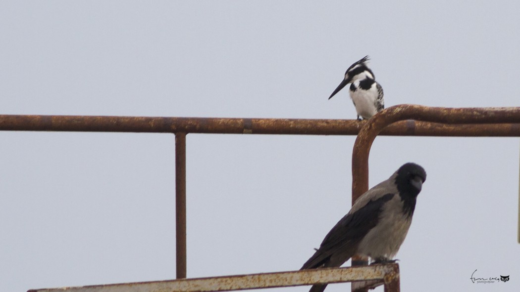 Pied Kingfisher