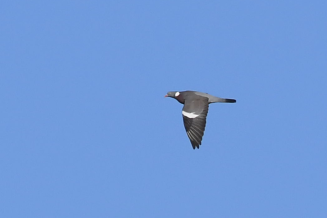Common Wood Pigeon