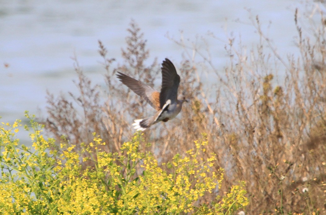 European Turtle Dove