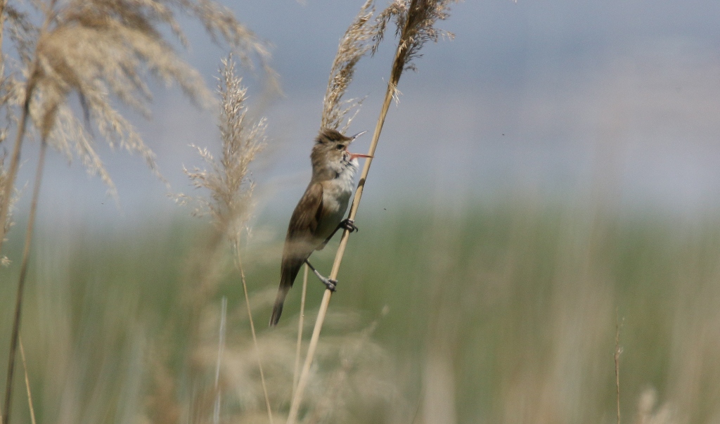 Great Reed Warbler
