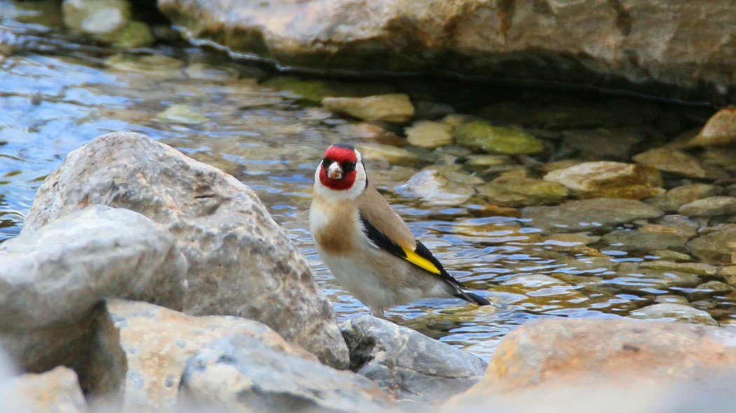 European Goldfinch
