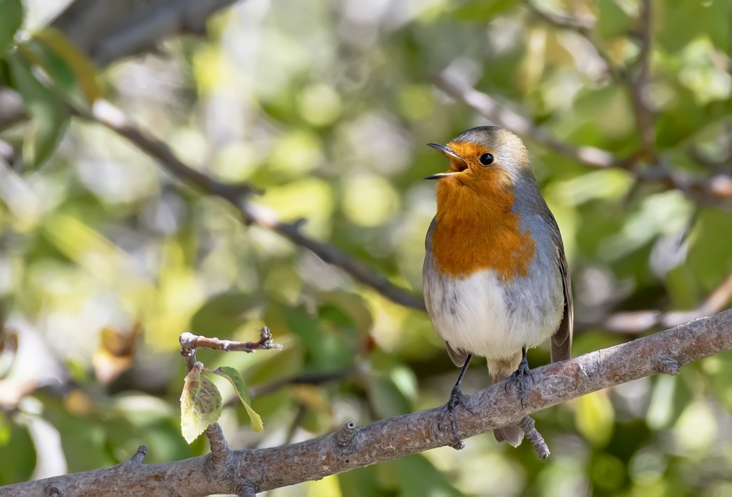 European Robin