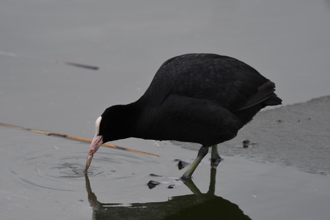 Eurasian Coot