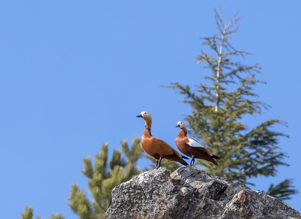 Ruddy Shelduck