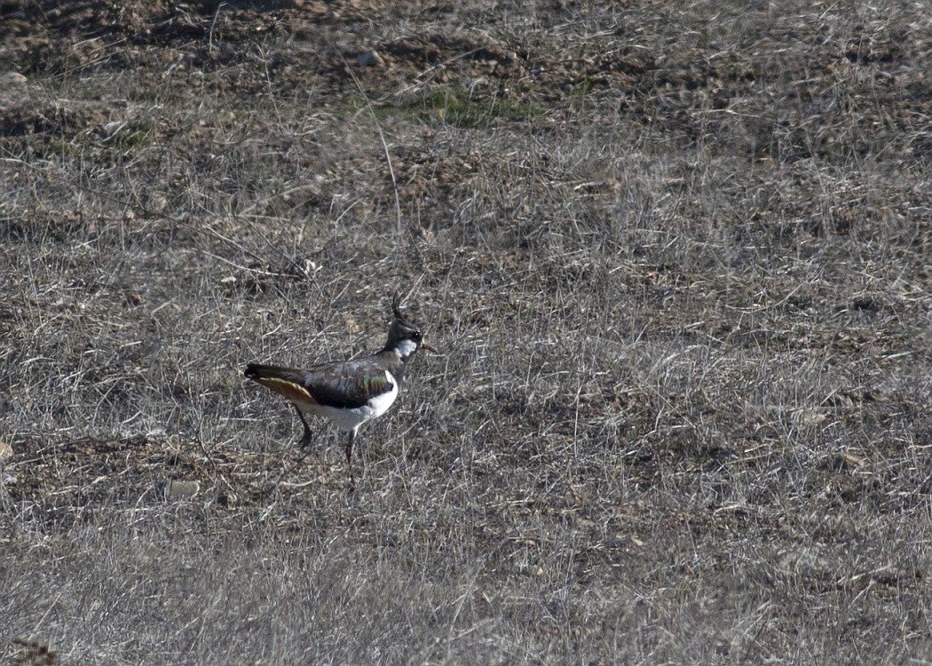Northern Lapwing