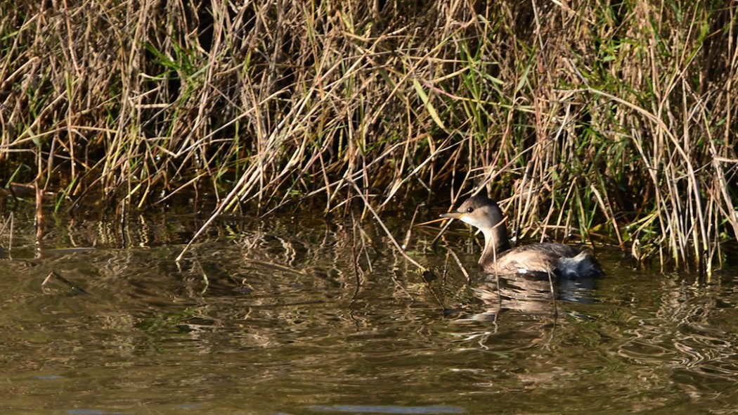 Little Grebe