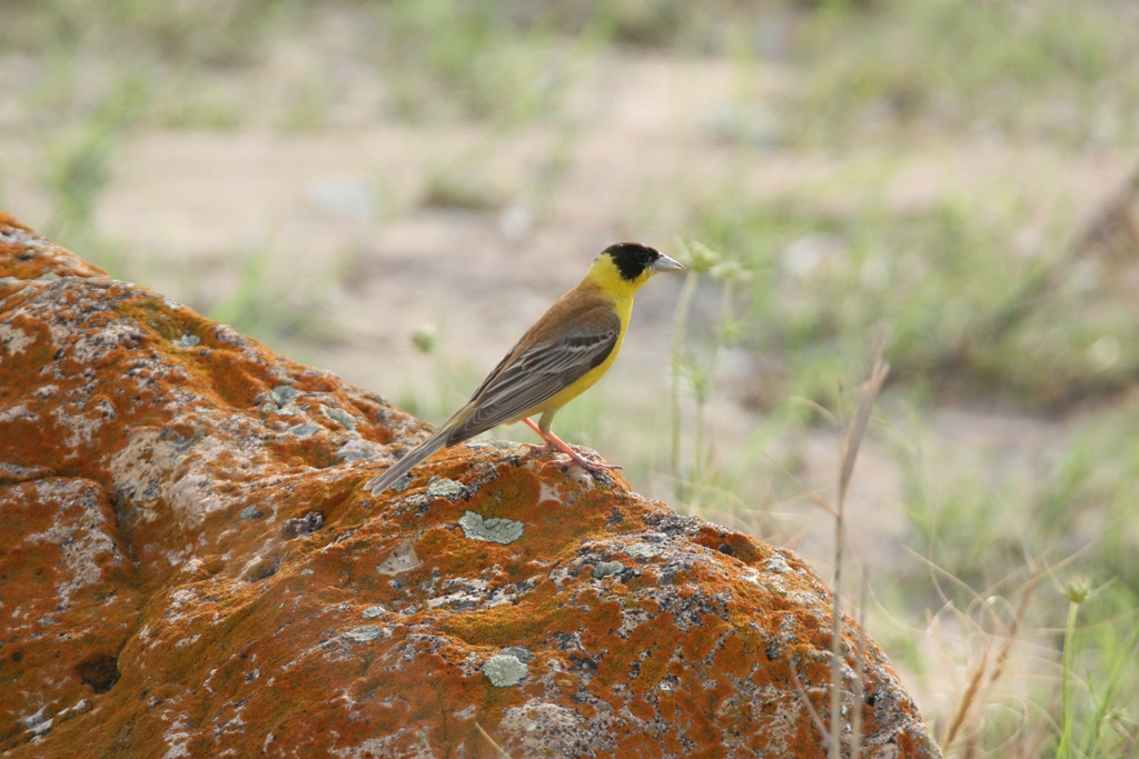 Black-headed Bunting