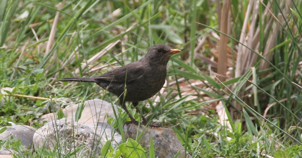Common Blackbird