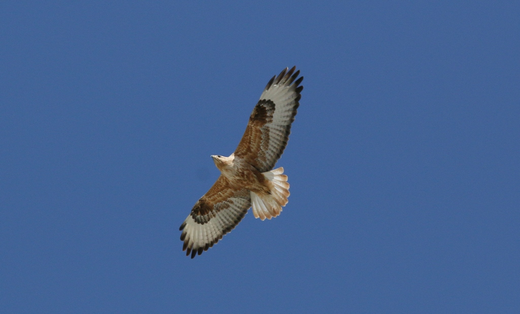 Long-legged Buzzard