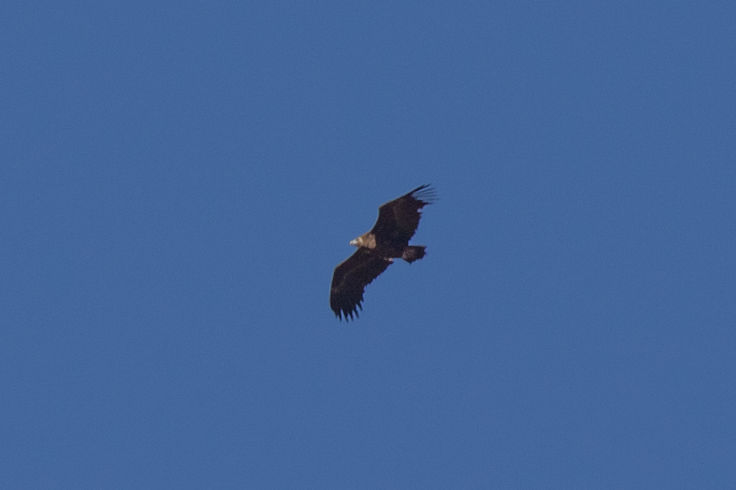 Cinereous Vulture