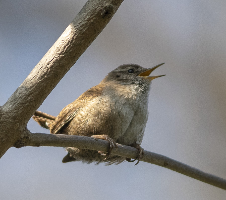 Eurasian Wren