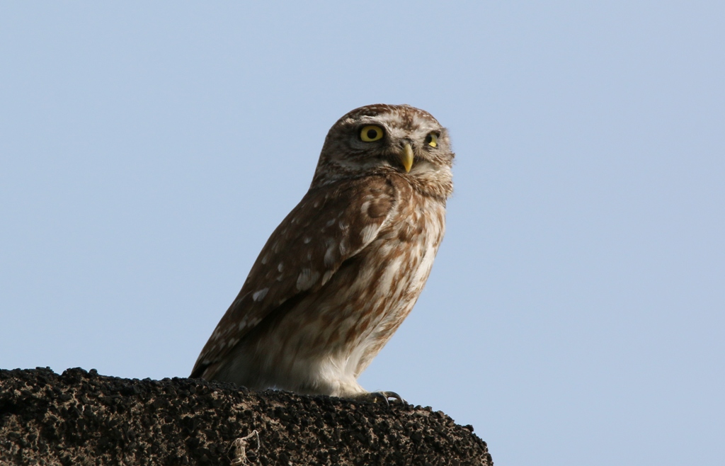 Little Owl