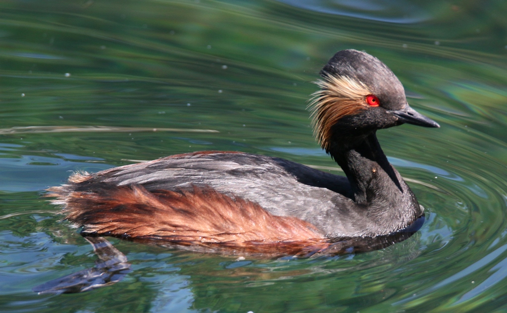 Black-necked Grebe