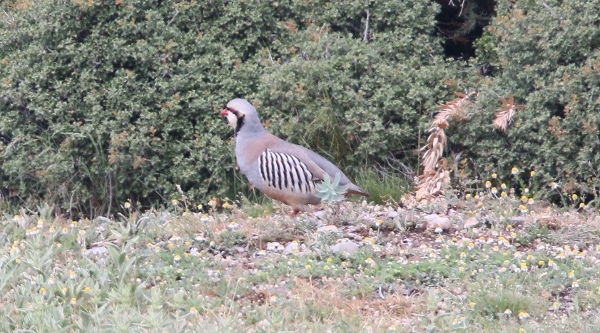 Chukar Partridge
