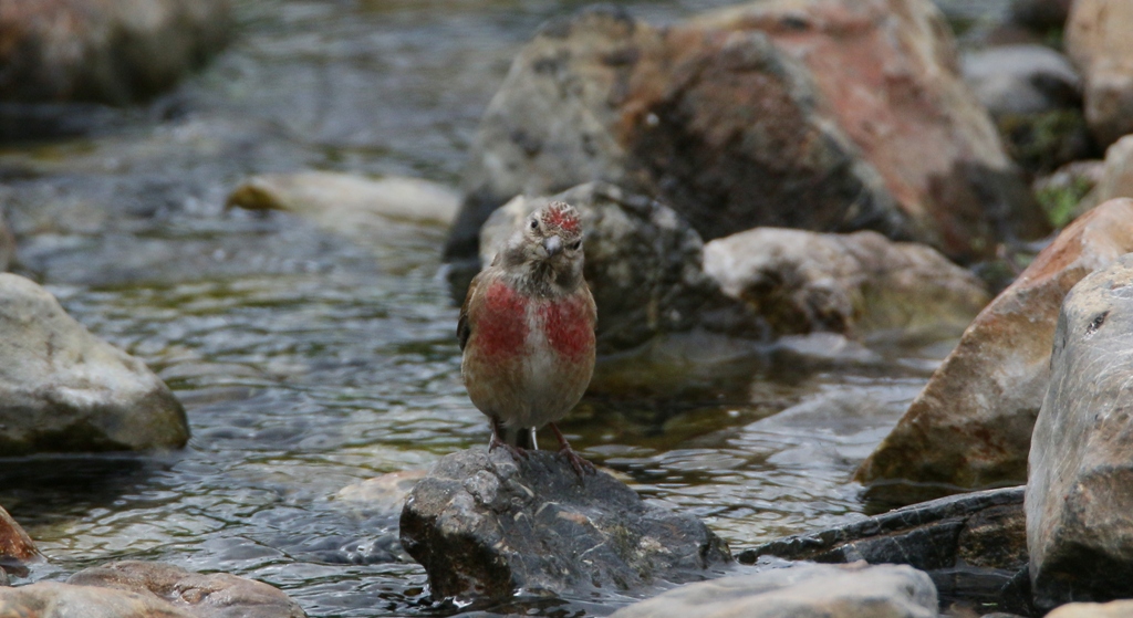 Common Linnet
