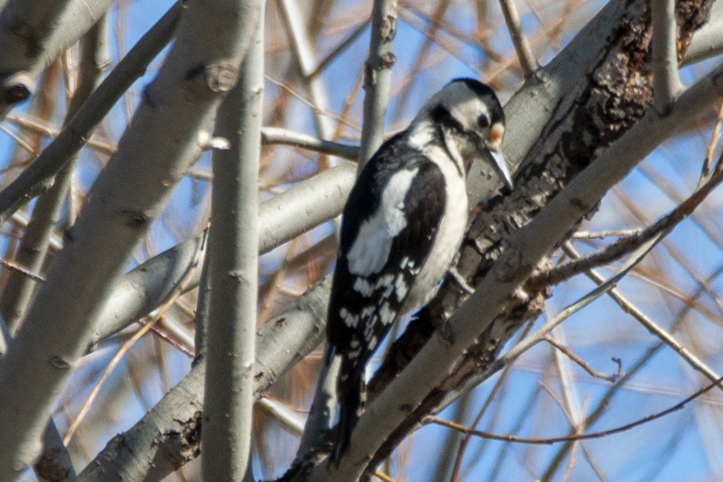 Syrian Woodpecker