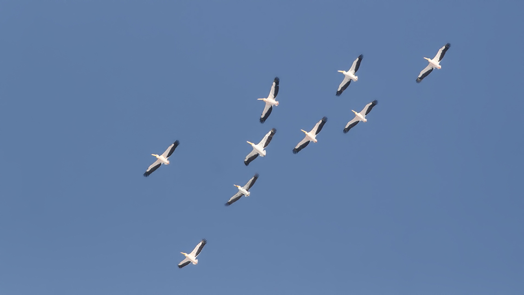 Great White Pelican