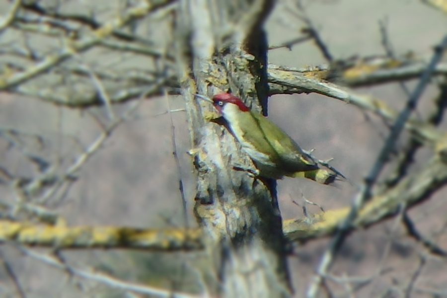 European Green Woodpecker