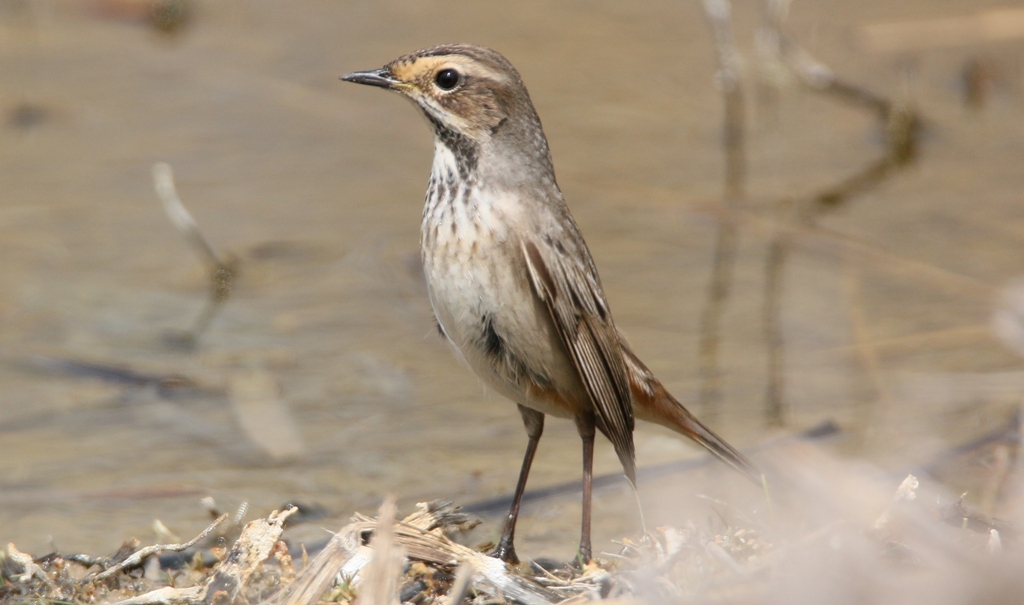 Bluethroat