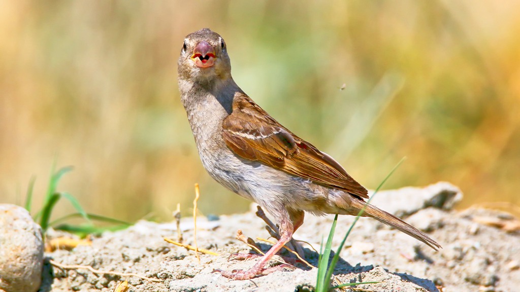 House Sparrow