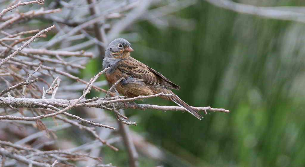 Cretzschmar`s Bunting