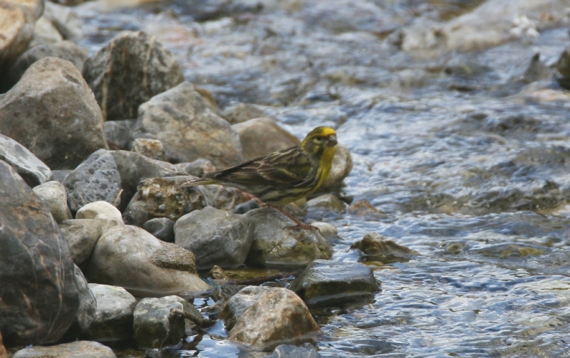 European Serin
