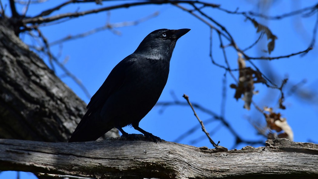 Western Jackdaw