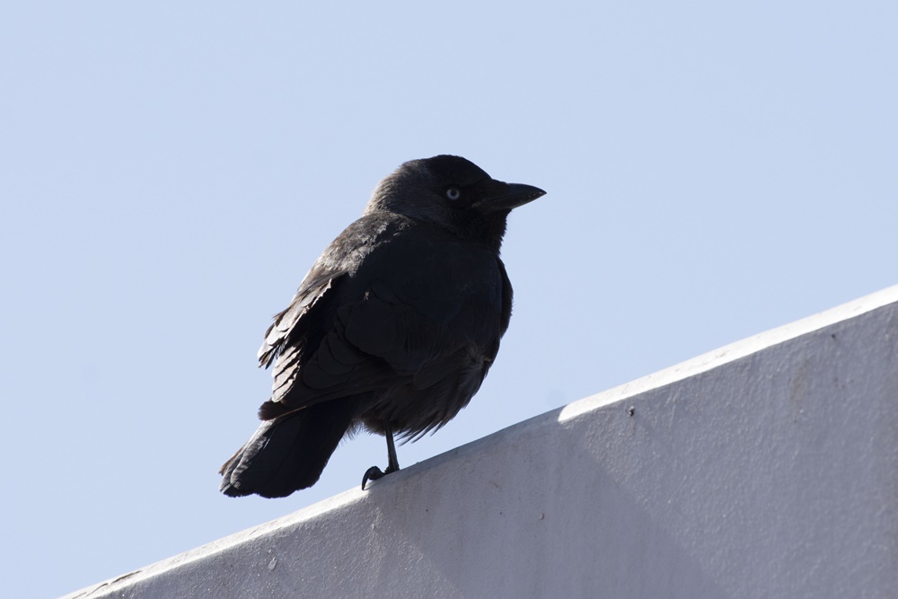Western Jackdaw