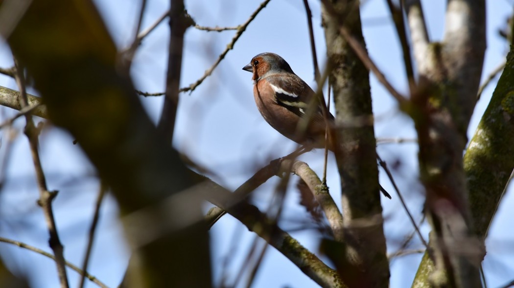Eurasian Chaffinch