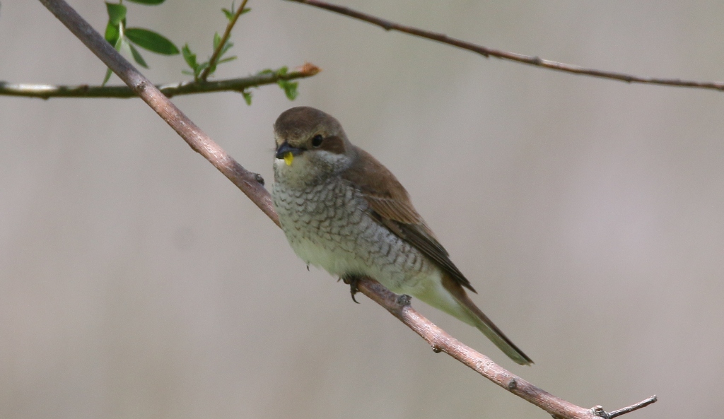 Red-backed Shrike