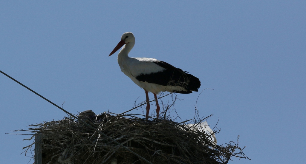 White Stork
