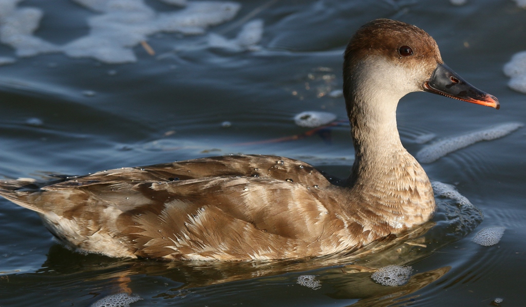 Red-crested Pochard