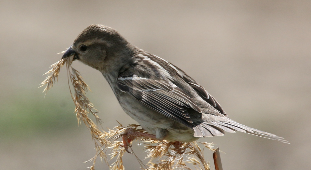Spanish Sparrow