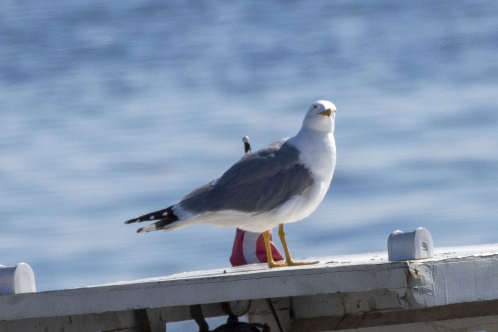 Yellow-legged Gull
