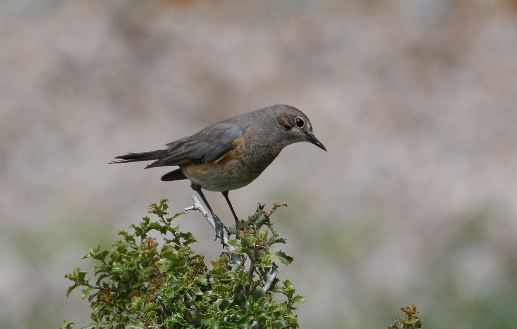 White-throated Robin
