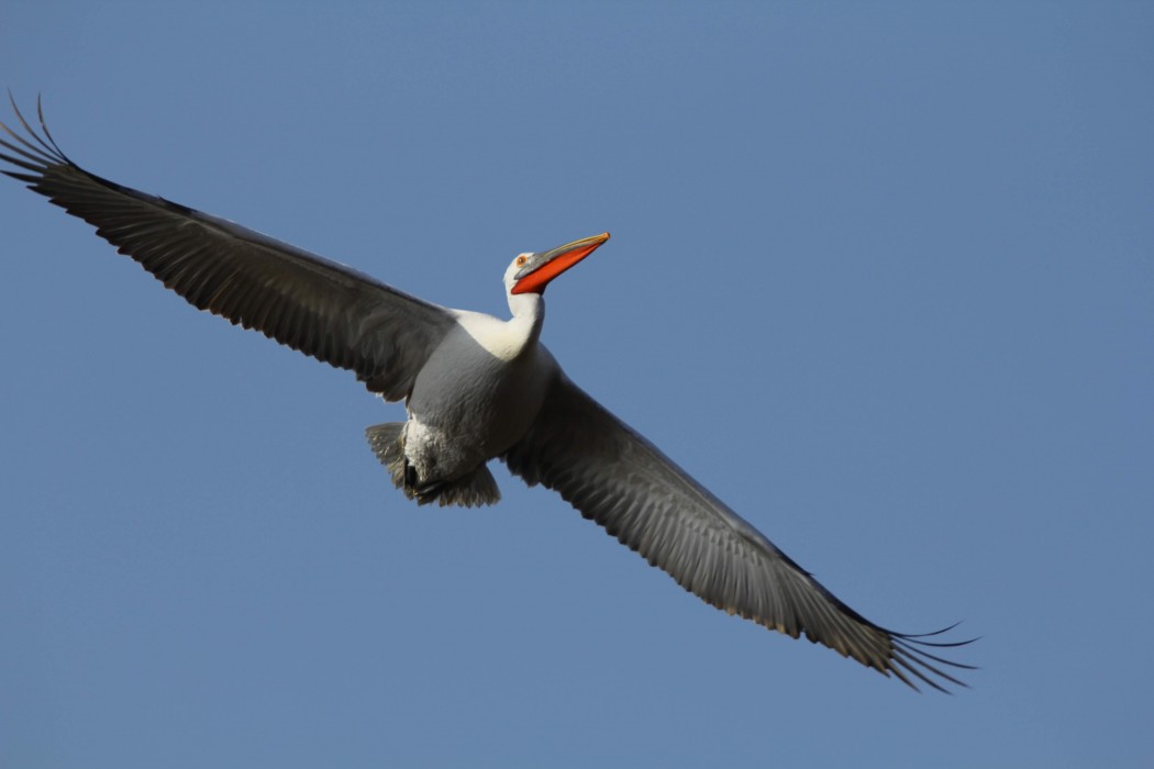 Dalmatian Pelican