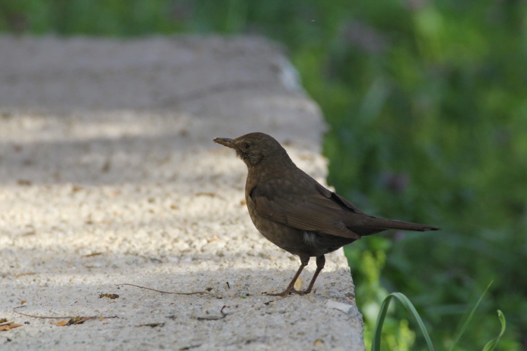 Common Blackbird