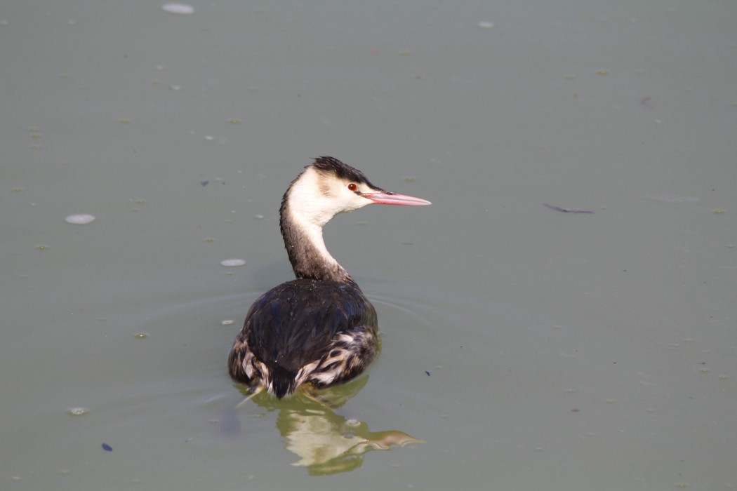 Great Crested Grebe