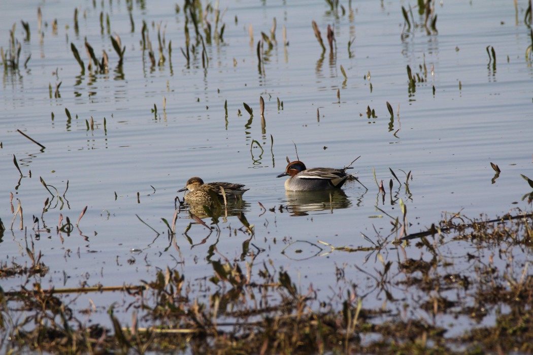 Eurasian Teal