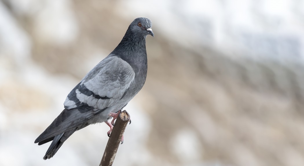 Rock Dove