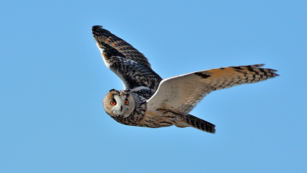 Long-eared Owl